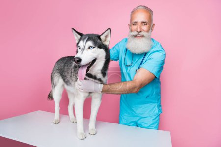 Photo of professional aged man vet examine purebred siberian husky on desk isolated pastel color background. Poster 625702732