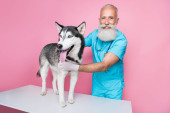 Photo of professional aged man vet examine purebred siberian husky on desk isolated pastel color background. Poster #625702732