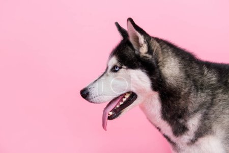 Profilseite Foto von entzückenden Hund alaskan malamut Look Copyspace Werbung für Zoohandlung isoliert pastellfarbenen Hintergrund.
