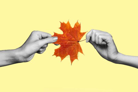 Poster placard image collage of two hands hold maple leaf dry plant isolated on drawing beige color background.