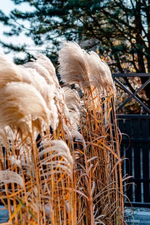 blooming giant miscanthus in autumn