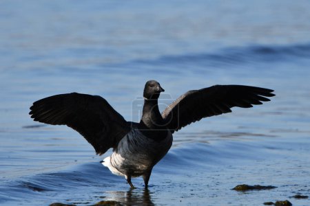 Foto de Lindo ganso Brant estirando sus alas a lo largo de la orilla del lago Ontario durante su migración al sur del Ártico - Imagen libre de derechos