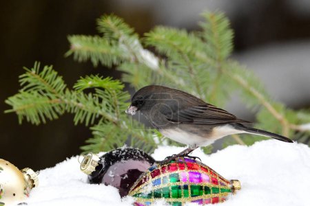 Photo for Christmas holiday photograph of a Dark-eyed Junco bird perched on a snow covered pine branch with Christmas decorations - Royalty Free Image