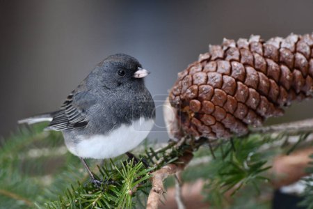 Photo for Winter scene of a Dark-eyed Junco birds sits perched on a pine branch next to a pine cone - Royalty Free Image