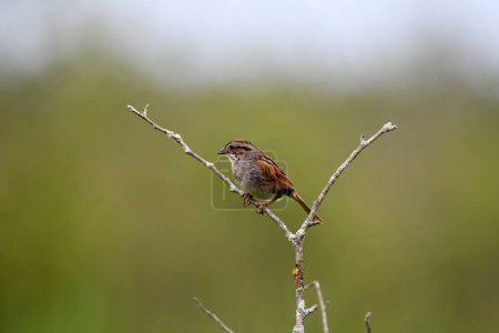 Photo for Close up of a Chipping Sparrow bird perched on a twig with soft background - Royalty Free Image