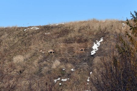 Foto de Escena primaveral de un Ciervo Cola Blanca caminando por el lado de una colina en busca de hierbas primaverales - Imagen libre de derechos