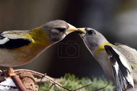 Deux femelles Grosbeak oiseaux avec des becs touchant comme ils partagent une graine de tournesol