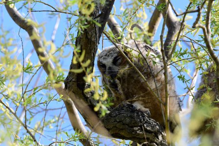 Photo for Cute funny Baby Great Horned Owl fledges from its nest and studies its feet as it grabs at branches with its toes - Royalty Free Image