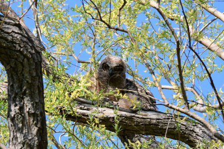 Photo for Baby Great Horned Owls fledged from its nest exploring nearby branches and looks down at people passing underneath the tree - Royalty Free Image
