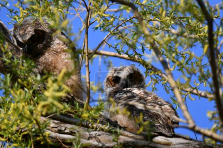 Photo for Baby Great Horned Owls fledge from their nest and explore nearby branches - Royalty Free Image