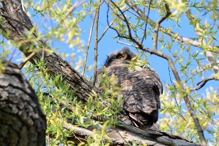 Photo for Baby Great Horned Owls fledge from their nest and explore nearby branches - Royalty Free Image