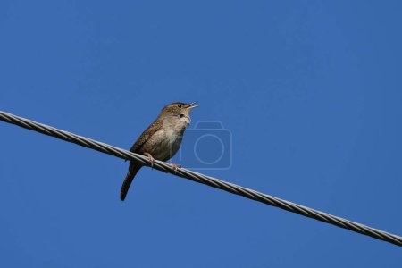Photo for House Wren bird sitting perched on a hydro wire singing - Royalty Free Image