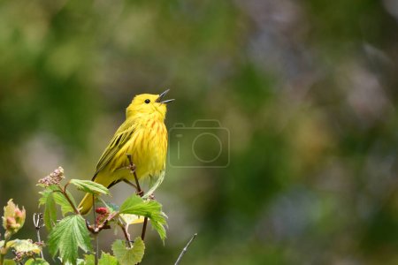 Bright Yellow Warbler sits perched on a branch singing