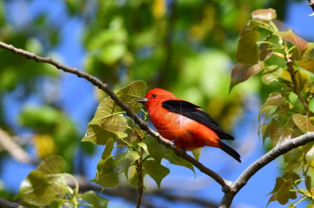 Colorful male Scarlet Tanager bird perched on a branch in the fores