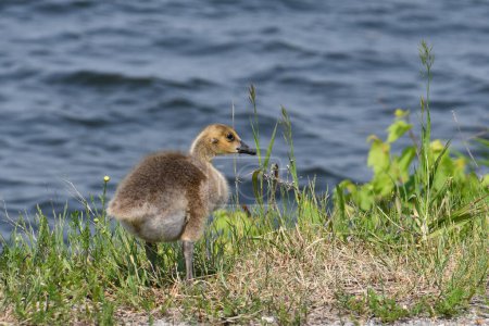 Photo for Baby gosling Canadian Goose walks along shore of lake - Royalty Free Image