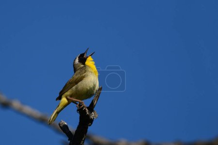 Photo for Male Common Yellow Throat Warbler perched on a branch - Royalty Free Image