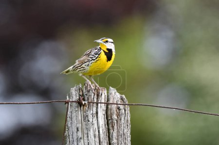 Photo for Colorful Eastern Meadowlark sits perched on a fence post - Royalty Free Image