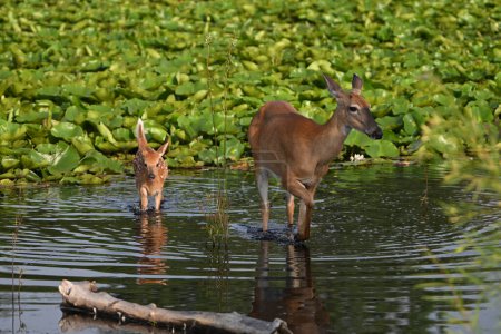 Photo for A cute mother deer and a baby white tailed deer fawn explores a marsh during a recent heat wave - Royalty Free Image