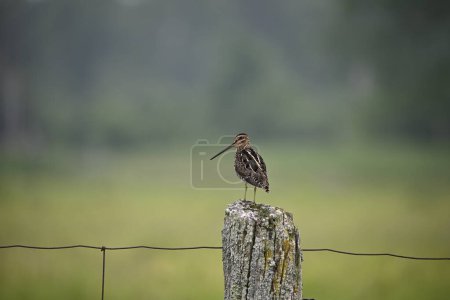 Téléchargez les photos : Pays Scène d'un drôle d'oiseau Snipe de Wilson perché sur un poteau de clôture - en image libre de droit