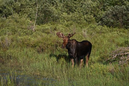 Photo for Summer scene of a Bull Moose walking through marsh grazing - Royalty Free Image