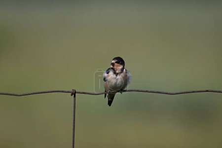 Photo for Summer agriculture scene of a baby fledged barn swallow bird perched on a wire fence - Royalty Free Image