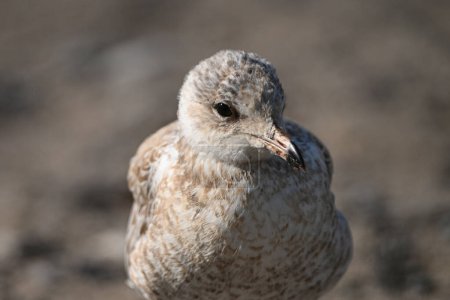 Photo for Close up portrait of a young juvenile Ring-billed seagull - Royalty Free Image