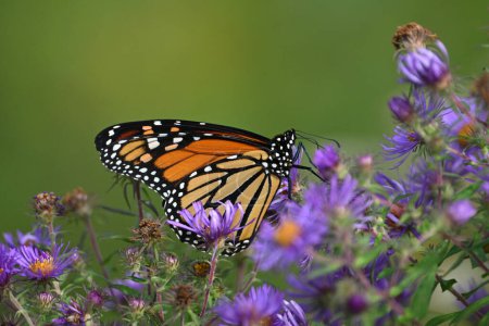 Photo for Close up of a beautiful Monarch butterfly on purple aster wild flowers in a meadow - Royalty Free Image