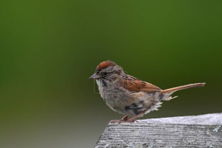 Photo for Close up of a Swamp Sparrow perched on a wooden handrail along a wetland boardwalk - Royalty Free Image