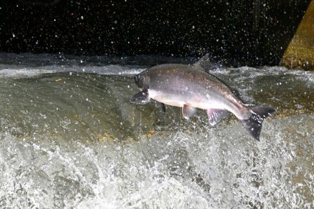 Téléchargez les photos : Scène d'automne d'un touladi sautant d'une échelle à poissons pour remonter la rivière pour frayer - en image libre de droit