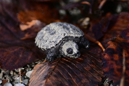 Téléchargez les photos : Un petit bébé tortue serpentine erre à travers les feuilles tombées à l'automne le long d'un sentier dans un marais humide - en image libre de droit