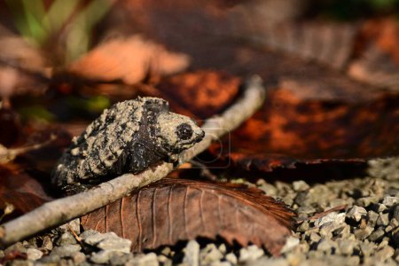 Téléchargez les photos : Un petit bébé tortue serpentine lutte pour grimper sur une brindille sur le sol de la forêt le long d'un sentier dans un marais humide - en image libre de droit