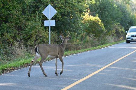 Photo for White tailed deer buck walking out onto a country road in front of an oncoming car - Royalty Free Image