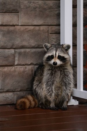 Funny curious raccoon gets cornered by photographer when it investigates a deck on a rural residential property
