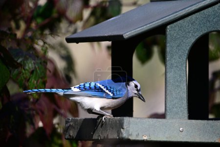 Photo for Close up of a Blue jay bird at a bird feeder eating sunflower seeds - Royalty Free Image