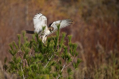 Téléchargez les photos : Buse à queue rousse débarquant sur un pin dans une prairie aux ailes déployées - en image libre de droit