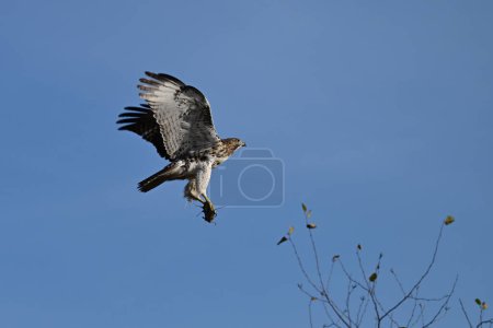 Téléchargez les photos : Faucon à queue rousse juvénile en vol avec des ailes déployées portant une souris dans ses serres - en image libre de droit