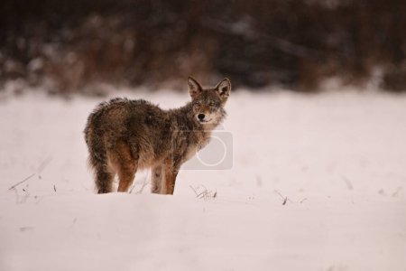 Photo for Winter scene of a coyote suffering with mange walking through a snow covered agriculture field - Royalty Free Image