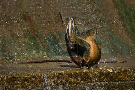 Foto de Escena de otoño de un salmón haciendo un salto por una escalera de peces para subir el río a desovar y pierde el aterrizaje en la pared de hormigón - Imagen libre de derechos