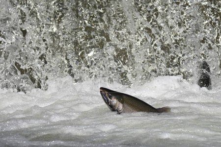 Téléchargez les photos : Scène d'automne d'un touladi attendant de monter une échelle à poissons pour remonter la rivière et frayer - en image libre de droit
