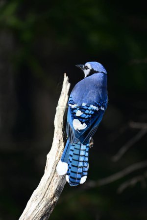Retrato de cerca de un pájaro azul Jay