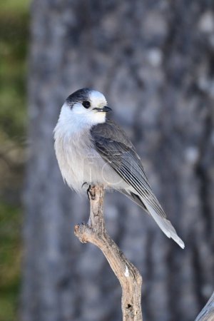 Téléchargez les photos : Jay gris ou Canada Jay Whisky Jack oiseau perché sur une branche dans la forêt - en image libre de droit