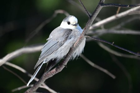 Gray Jay or Canada Jay Whisky Jack bird perched on a branch in the forest