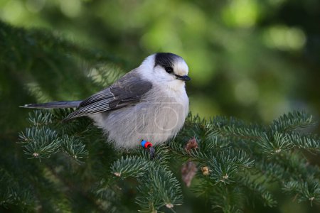 Gray Jay or Canada Jay Whisky Jack bird perched on a branch in the forest