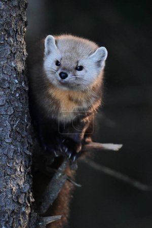 Cute American Pine Marten climbing in a pine tree along the edge of a forest in Algonquin Provincial Park