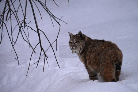 Winter scene of a Bobcat walking in the snow