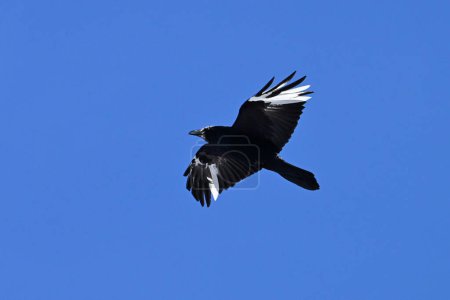 A Raven with leucism in flight overhead with spread wings