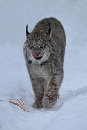 Winter scene of a Lynx walking in the snow with tongue out licking its whiskers