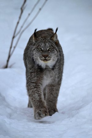 Scène hivernale d'un Lynx marchant dans la neige
