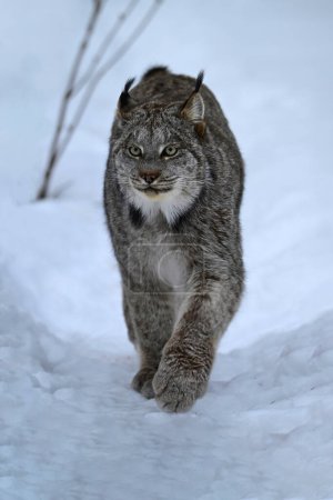 Téléchargez les photos : Scène hivernale d'un Lynx marchant dans la neige - en image libre de droit