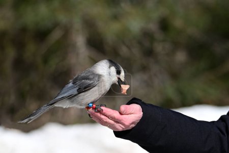 A persons hand feeds a piece of a hotdog to a Canada Jay bird